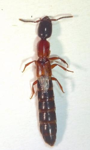 Réf. 279 633 : Xantholinus sp.
